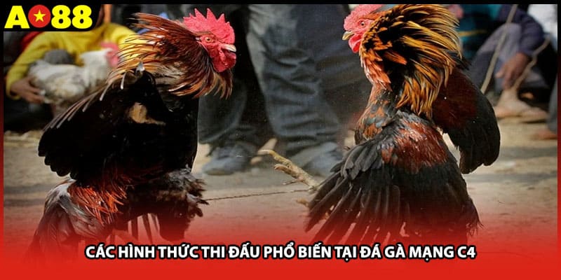 Các hình thức thi đấu phổ biến tại đá gà mạng c4