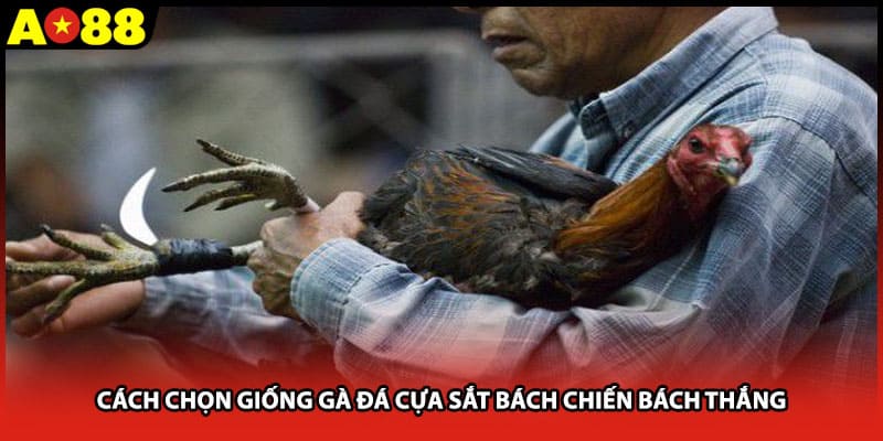 Cách chọn giống gà đá cựa sắt bách chiến bách thắng
