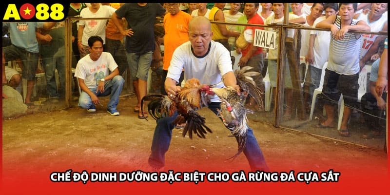 Chế độ dinh dưỡng đặc biệt cho gà rừng đá cựa sắt