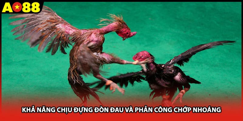 Khả năng chịu đựng đòn đau và phản công chớp nhoáng