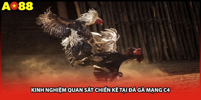 Kinh nghiệm quan sát chiến kê tại đá gà mạng c4